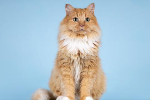 В дар кошку. Пушистая рыжая ласковая кошечка Дюймовочка. Фото4