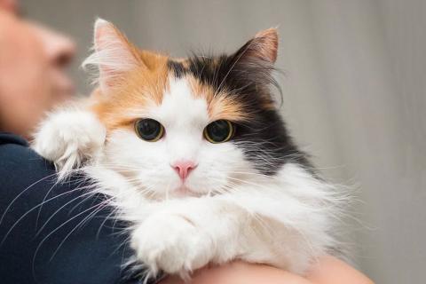 В дар кошку. Изумительная трехцветная красавица кошечка Стася в добрые руки. Фото2