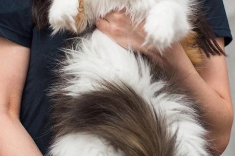 В дар кошку. Изумительная трехцветная красавица кошечка Стася в добрые руки. Фото3