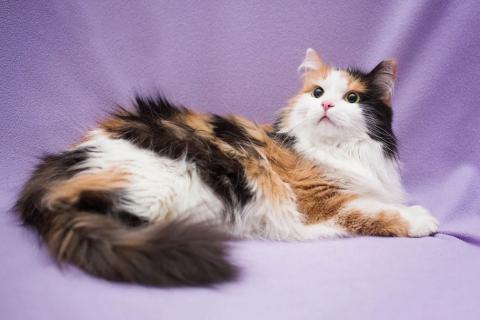В дар кошку. Изумительная трехцветная красавица кошечка Стася в добрые руки. Фото4