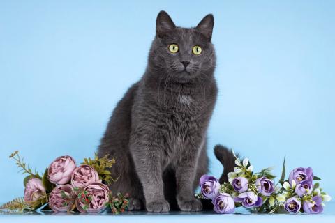 В дар кошку. Ласковый русский голубой кот Атос в добрые руки. Фото2