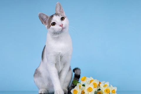 В дар кошку. Юная кошечка Улита в добрые руки. Фото1