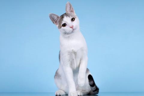 В дар кошку. Юная кошечка Улита в добрые руки. Фото4