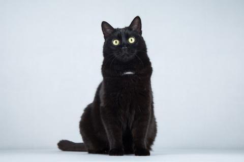 В дар кошку. Ласковая черная кошечка Таисия в добрые руки. Фото4