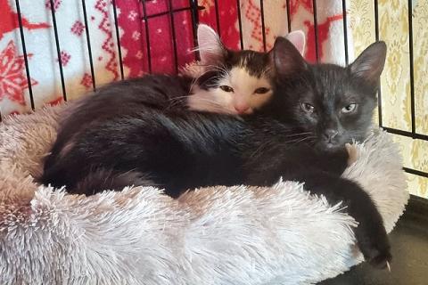 В дар кошку. Ищут своё счастье котодетки Фунтик и Кола . Фото2