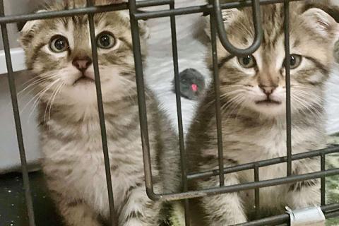 В дар кошку. Их должно было смыть ливнем, но мама-кошка решила иначе. Фото3