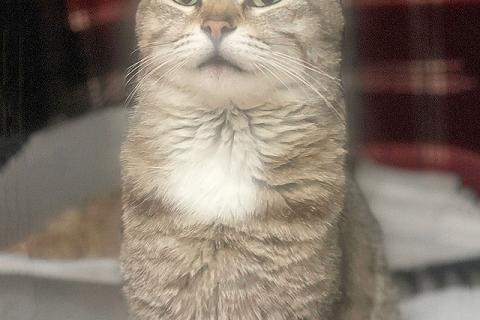 В дар кошку. Их должно было смыть ливнем, но мама-кошка решила иначе. Фото4