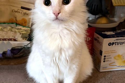 В дар кошку. Белый пушистый котик по имени Килл ищет дом. Фото4