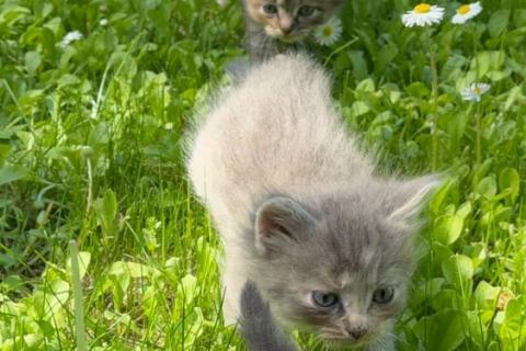В дар кошку. Ласковые пушистые котята в добрые руки. Фото3
