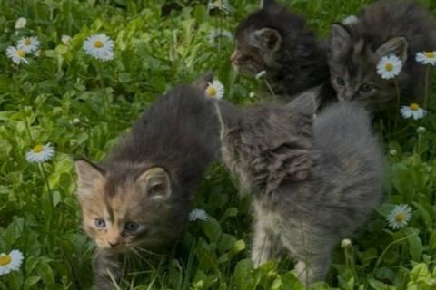 В дар кошку. Ласковые пушистые котята в добрые руки. Фото4
