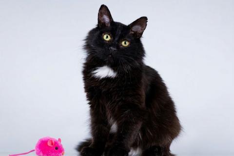 В дар кошку. Маленький ласковый черный котик Лестер. Фото1