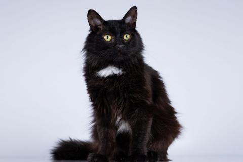 В дар кошку. Маленький ласковый черный котик Лестер. Фото2