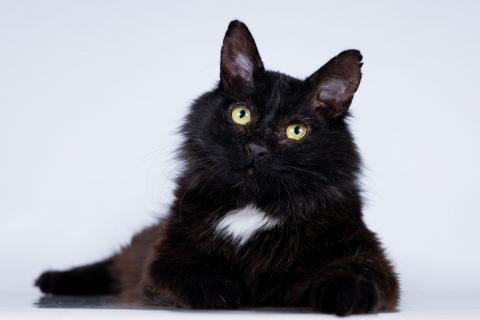 В дар кошку. Маленький ласковый черный котик Лестер. Фото4