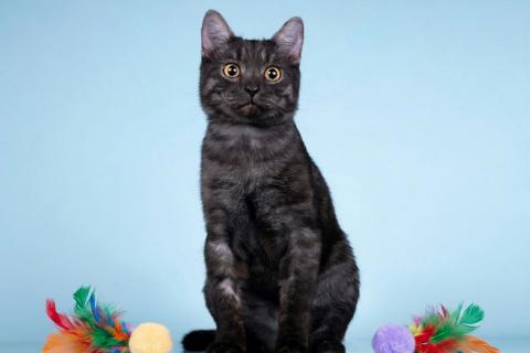 В дар кошку. Молоденький ласковый котик Зевс, окрас черный дым. Фото4