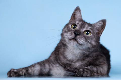 В дар кошку. Кошечка Яся – черная ласковая подружка. Фото1