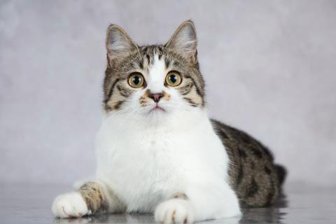 В дар кошку. Милая ласковая кошечка Ранетка. Фото3