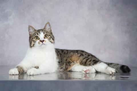 В дар кошку. Милая ласковая кошечка Ранетка. Фото4