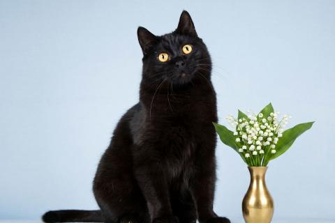 В дар кошку. Кот Гонзалес – добрая чёрная тучка. Фото1