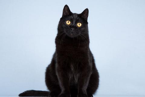 В дар кошку. Кот Гонзалес – добрая чёрная тучка. Фото3