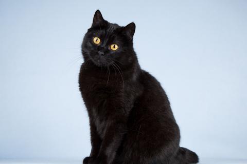 В дар кошку. Кот Гонзалес – добрая чёрная тучка. Фото4