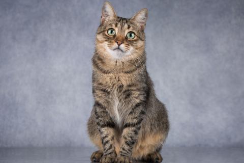В дар кошку. Ласковая умная кошечка Кьяра. Фото3