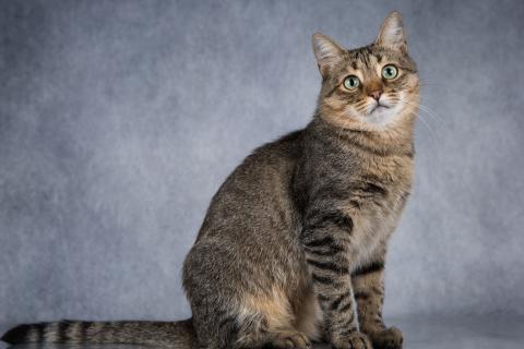 В дар кошку. Ласковая умная кошечка Кьяра. Фото4
