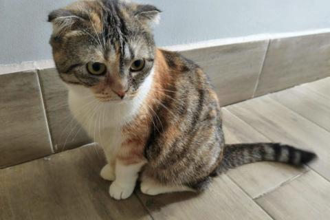 В дар кошку. Домашняя трехцветная шотландская кошечка Чуля ищет дом. Фото1