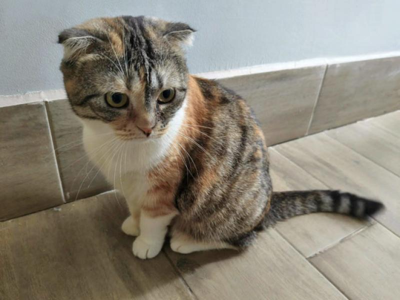 В дар кошку
