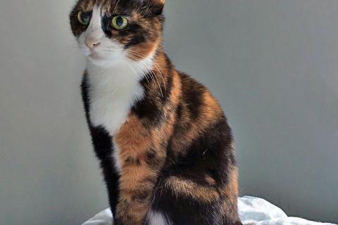 В дар кошку. Ищет дом Мася, кошка, которая умеет делать обычные дни теплее. Фото1
