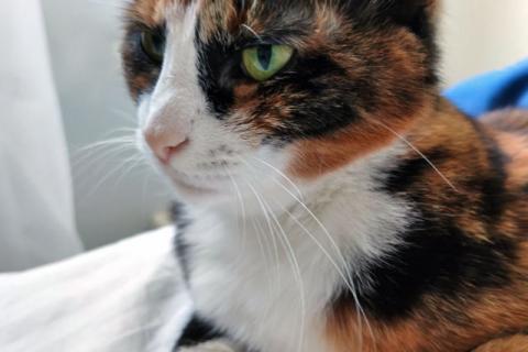 В дар кошку. Ищет дом Мася, кошка, которая умеет делать обычные дни теплее. Фото2