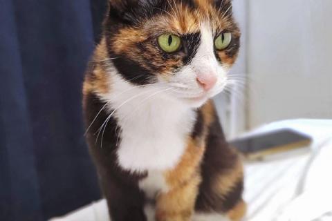 В дар кошку. Ищет дом Мася, кошка, которая умеет делать обычные дни теплее. Фото4