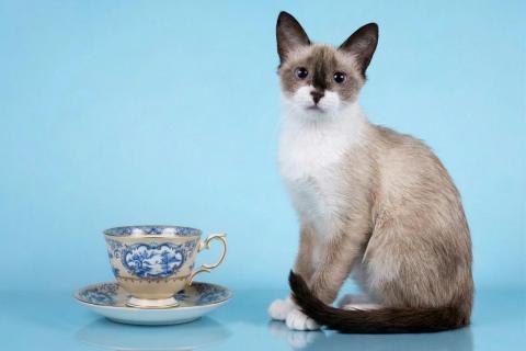 В дар кошку. Юная сиамская кошечка Колокольчик. Фото1