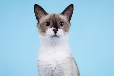В дар кошку. Юная сиамская кошечка Колокольчик. Фото3