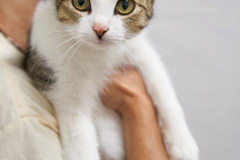 В дар кошку. Молодая трогательная кошечка Джессика ищет дом . Фото2
