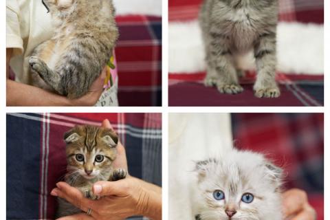 В дар кошку. Их должно было смыть ливнем, но мама-кошка решила иначе. Фото1