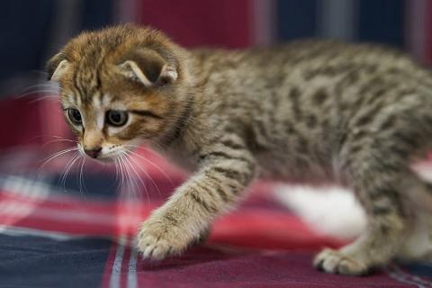 В дар кошку. Их должно было смыть ливнем, но мама-кошка решила иначе. Фото3