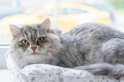 В дар кошку. Кошечка Дымка – пушистое чудо. Фото1