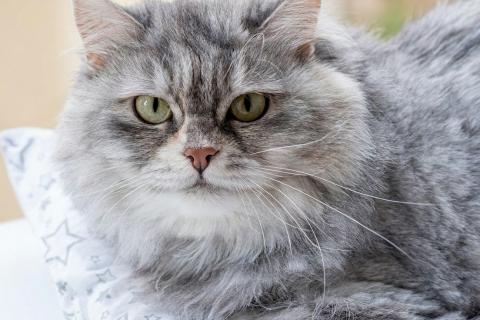 В дар кошку. Кошечка Дымка – пушистое чудо. Фото2