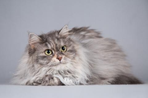 В дар кошку. Кошечка Дымка – пушистое чудо. Фото3