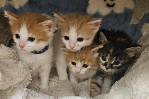 В дар кошку. Пушистые рыжие и трехцветные котята в добрые руки. Фото4