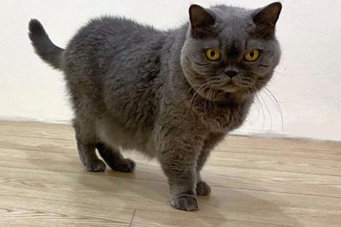 В дар кошку. Ищем самый добрый и надёжный дом для Чарли. Фото4