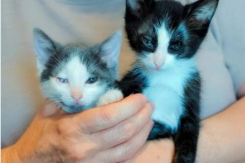 В дар кошку. Ищут дом и добрые ручки особенные котята. Фото1