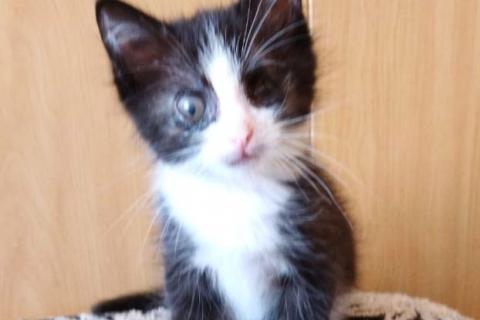 В дар кошку. Ищут дом и добрые ручки особенные котята. Фото2