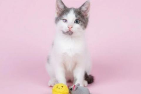 В дар кошку. Ищут дом и добрые ручки особенные котята. Фото3