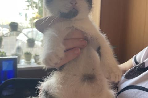 В дар кошку. Ищут дом и добрые ручки особенные котята. Фото4