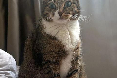 В дар кошку. Соня. Кошка, которую предали дважды. Фото1