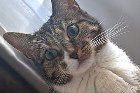 В дар кошку. Соня. Кошка, которую предали дважды. Фото2