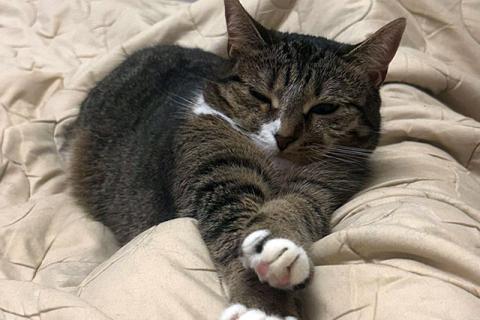 В дар кошку. Соня. Кошка, которую предали дважды. Фото3