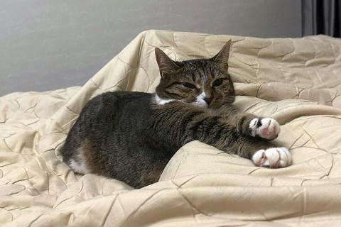 В дар кошку. Соня. Кошка, которую предали дважды. Фото4