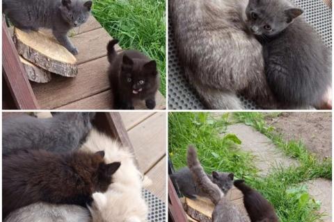 В дар кошку. Ищем дом для пяти невероятно красивых котят. Фото1